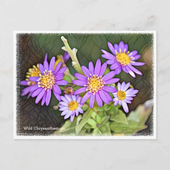 Wild Chrysanthemum Postcard (Front)