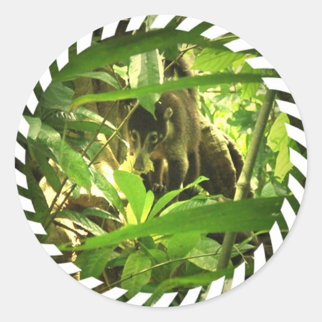 Wild Coati Stickers (Front)