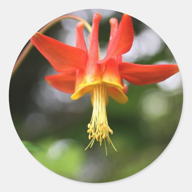 Wild Columbine Classic Round Sticker (Front)