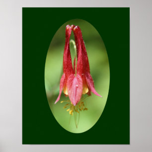 Wild Columbine Flower Photography Poster Print