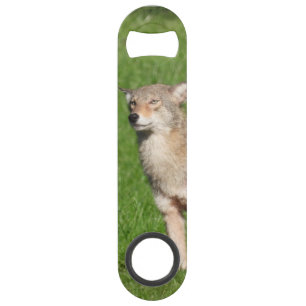 Wild Coyote Bar Key
