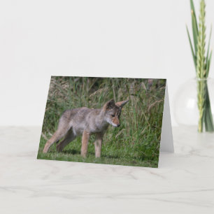 Wild Coyote Pup Thank You Card