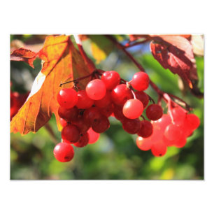 Wild Cranberries Photo Print