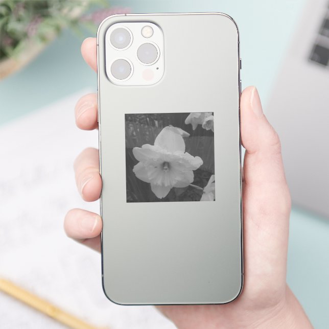 Wild Daffodil (Phone)