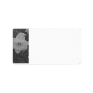 Wild Daffodil Label
