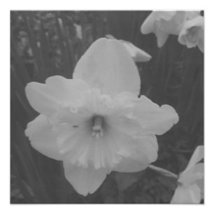 Wild Daffodil Photo Print