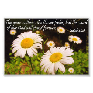 Wild Daisies with Isaiah 40:8 Photo Print