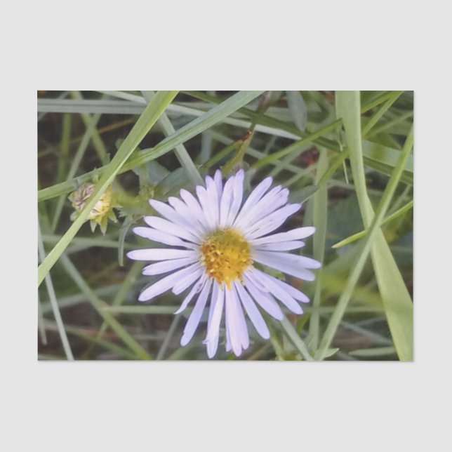 wild daisy flower tissue paper (Front)