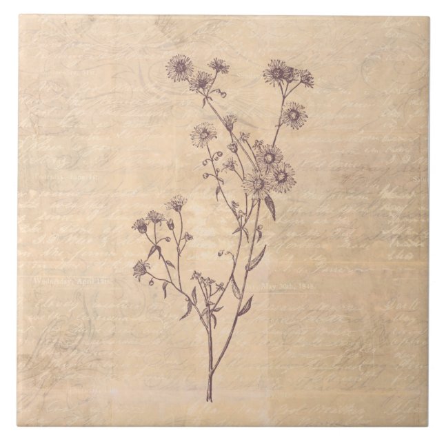Wild Daisy Flower Wildflower Antique Script Paper Tile (Front)