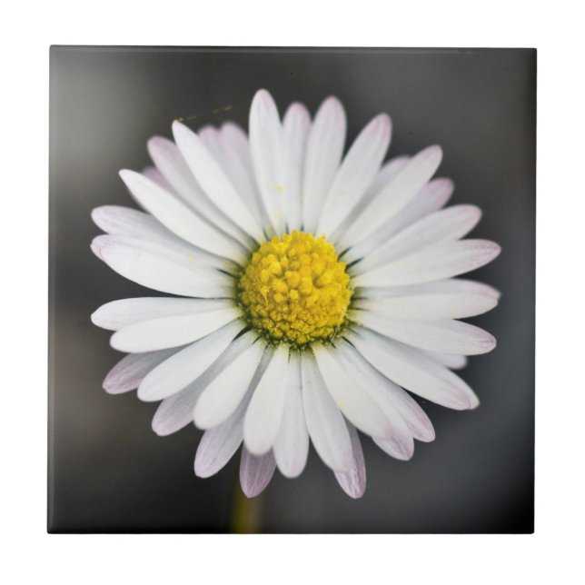 Wild Daisy White and Yellow Tile (Front)