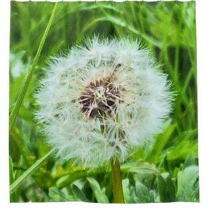 Wild Dandelion Romania Botanical Macro Photograpy