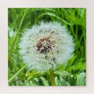 Wild Dandelion Romania Botanical Macro Photograpy Jigsaw Puzzle