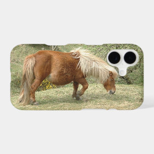 Wild Dartmoor Ponies, British horse