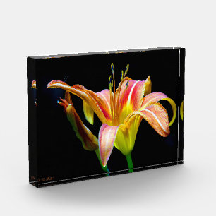 Wild Daylily On A Dark Morning Hike Photo Block