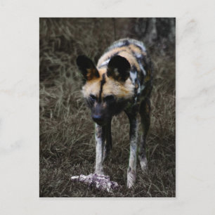 Wild Dog Postcard