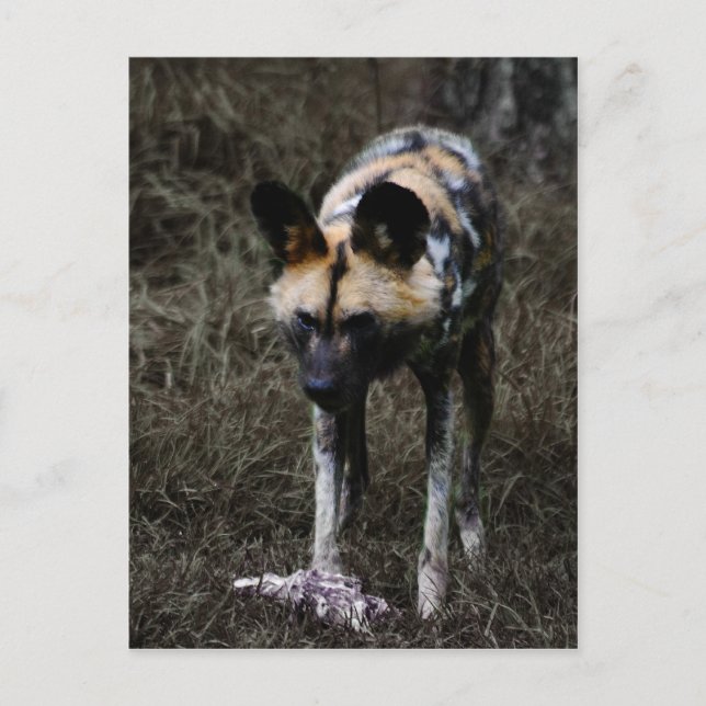 Wild Dog Postcard (Front)