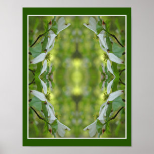 Wild Dogwood Flower Blossoms Abstract     Poster