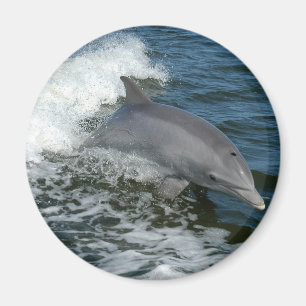 Wild Dolphin Round Magnet