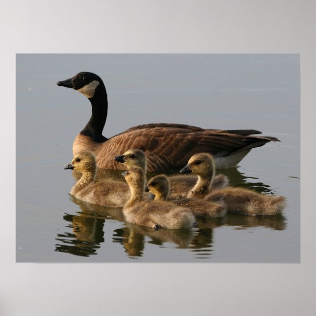 Wild duck family poster (Front)