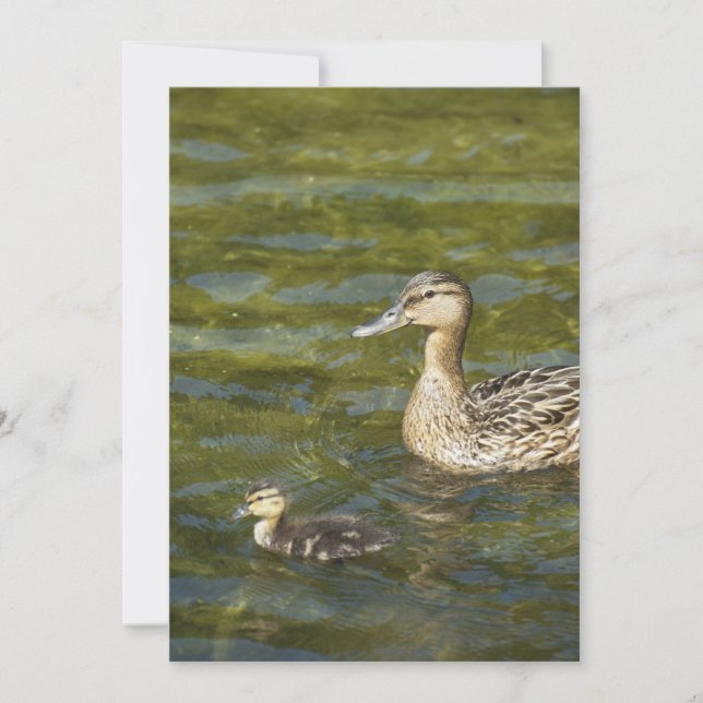 Wild duck with duckling (Front)