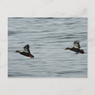 Wild ducks postcard