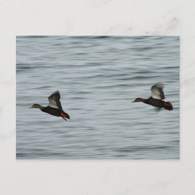 Wild ducks postcard (Front)