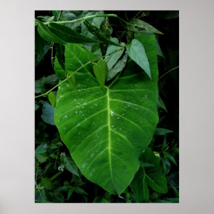 Wild Elephant Ear Poster