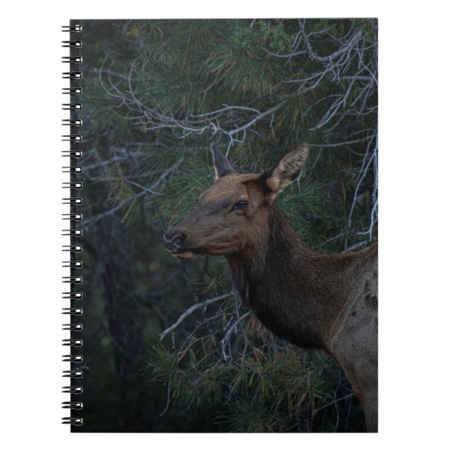Wild Elk in Pine Forest - Deer Wildlife Photograph Notebook (Front)