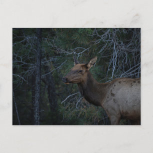 Wild Elk in Pine Forest - Deer Wildlife Photograph Postcard