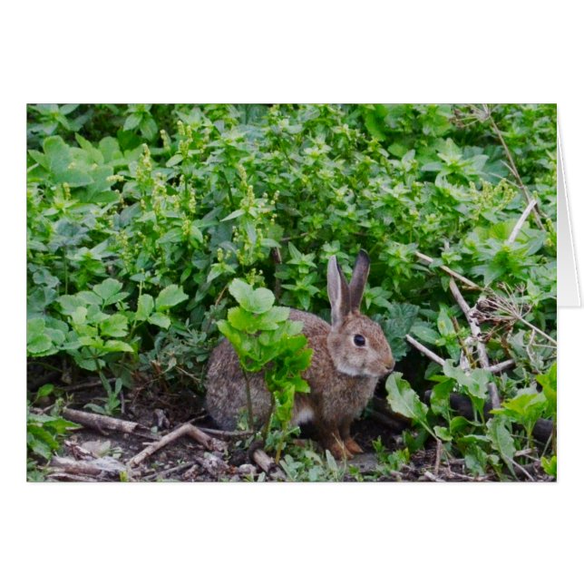 Wild English Rabbit (Front Horizontal)
