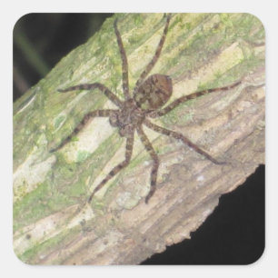 Wild Exotic Spiders, Beetles and Insects Square Sticker