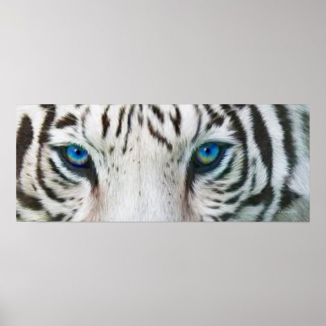 Wild Eyes - Poster d'art de tigres blancs ou impri (Devant)