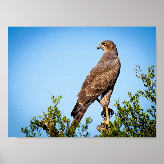 Wild Falcon Bird Poster (Front)