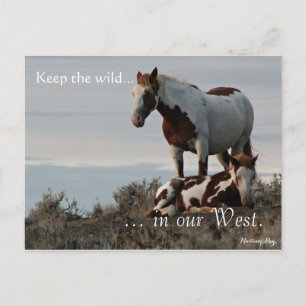 Wild Family, Pre-addressed: Sec of the Interior Postcard