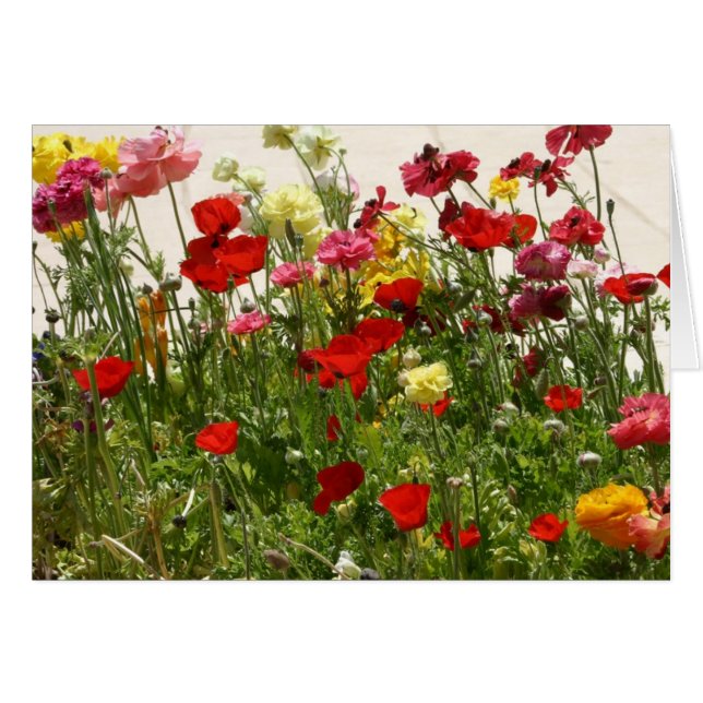 Wild field (Front Horizontal)