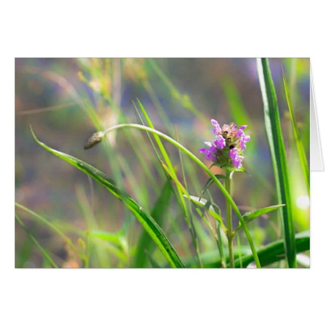 Wild Field Grass - Violet Blossom  Greeting Card (Front Horizontal)