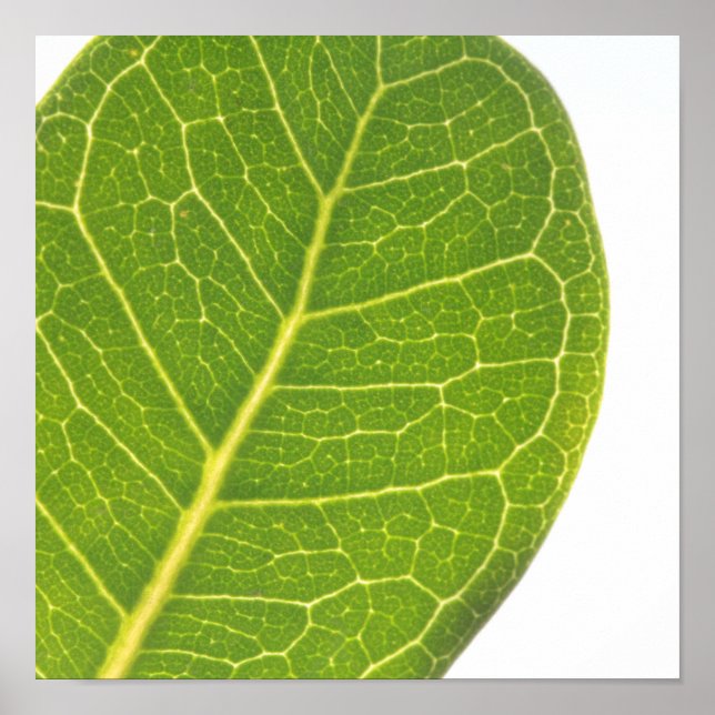 Wild Fig Green Leaf Texture Nature Poster (Front)