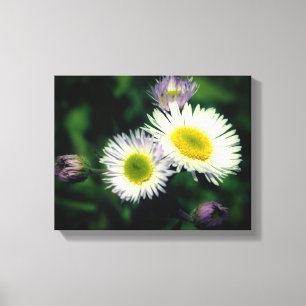 Wild Fleabane Daisy Flower Close Up Canvas Print