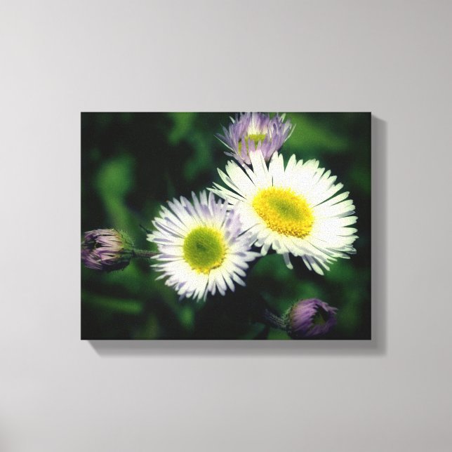 Wild Fleabane Daisy Flower Close Up Canvas Print (Front)