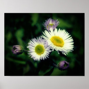 Wild Fleabane Daisy Flower Close Up Poster