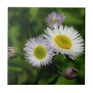 Wild Fleabane Daisy Flowers Nature Tile