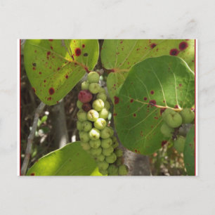 Wild Florida Sea Grapes Post Card
