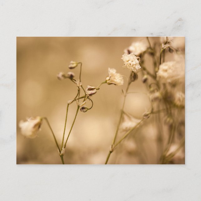 Wild Flower Closeup With Warm Sepia Tone Postcard (Front)