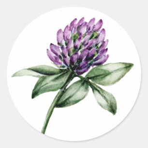 Wild Flower Clover Purple Bud Classic Round Sticker