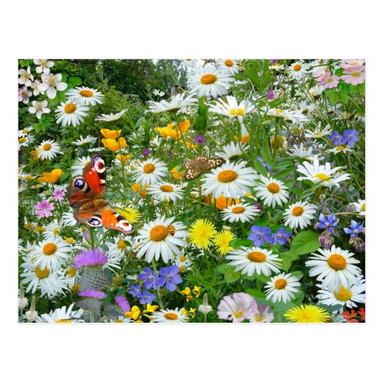 Wild Flower Meadow Postcard