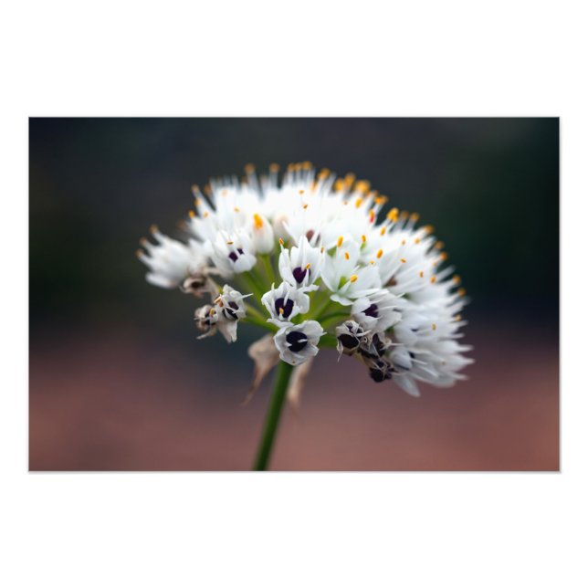 Wild Flower Photo Print (Front)