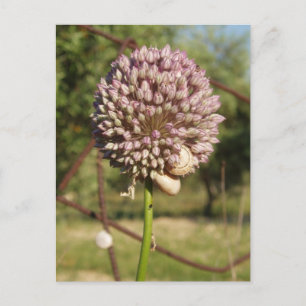 Wild Flower Postcard