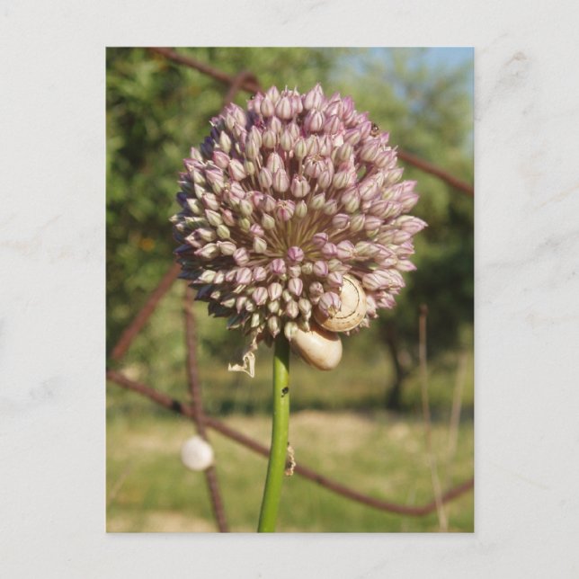 Wild Flower Postcard (Front)