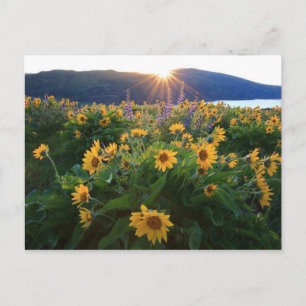 Wild Flower Postcard
