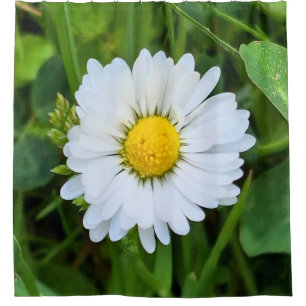 Wild Flower Romania – Botanical Macro Photography